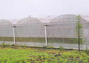 加强型连栋大棚GLP630/GLP622