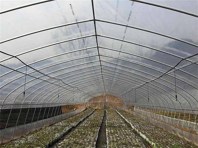 GP-825标准型单体大棚