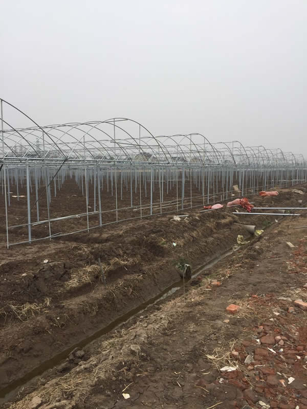 如皋双富生态农场 连体葡萄大棚